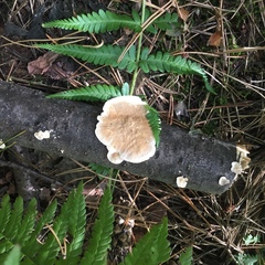 Polyporaceae