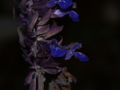 Salvia zaragozana