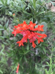 Bouvardia ternifolia