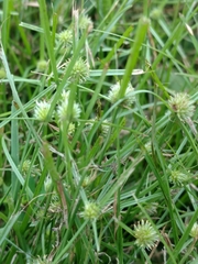 Cyperus brevifolioides