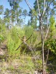 Argiope florida