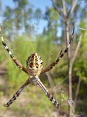 Argiope florida