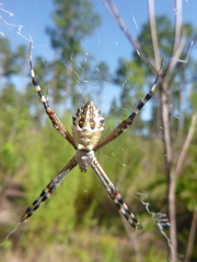 Argiope florida