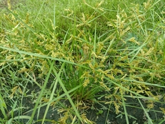 Cyperus iria