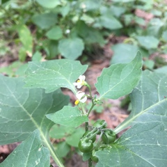 Solanum nigrum