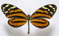 Melinaea lilis imitata