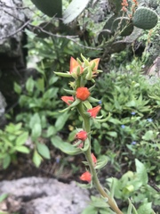 Echeveria coccinea