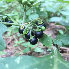 Solanum nigrum