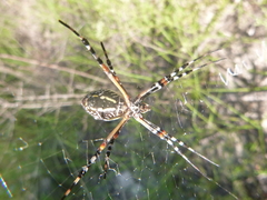 Argiope florida