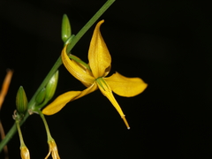 Echeandia reflexa