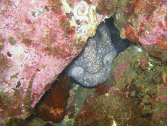 Anarrhichthys ocellatus