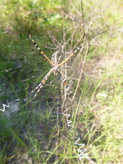Argiope florida