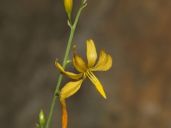 Echeandia reflexa