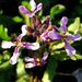 Chorispora tenella - Photo (c) Zaxy,  זכויות יוצרים חלקיות (CC BY-NC-ND)