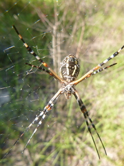Argiope florida