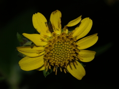 Rumfordia exauriculata