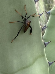 Acanthocephala thomasi