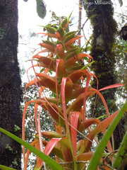 Tillandsia carlos-hankii