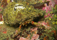 Pagurus beringanus