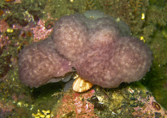 Eudistoma purpuropunctatum