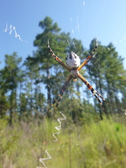 Argiope florida