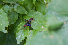 Diogmites platypterus