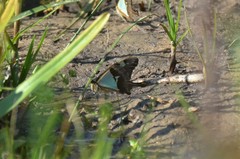 Papilio phorcas nyikanus