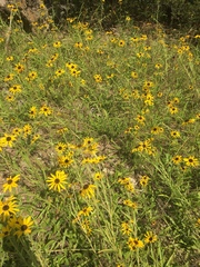Rudbeckia missouriensis
