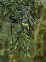 Taxus globosa