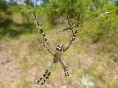 Argiope florida