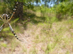Argiope florida