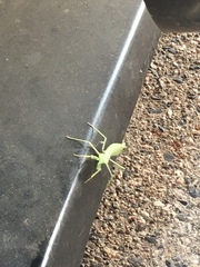 Stagmomantis