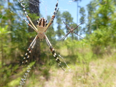 Argiope florida