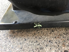 Stagmomantis