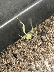 Stagmomantis