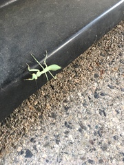 Stagmomantis