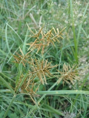 Cyperus esculentus leptostachyus