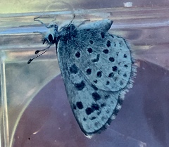 Euphilotes battoides