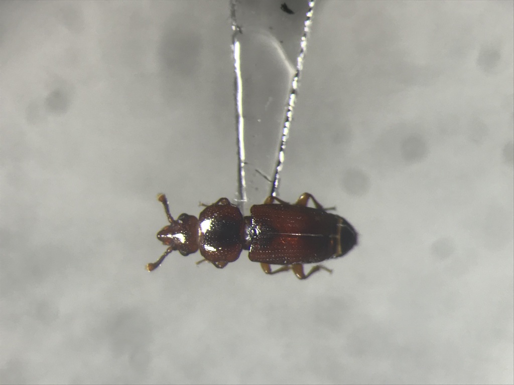 Pycnotomina