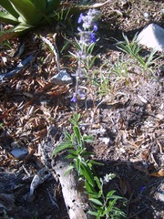 Salvia zaragozana