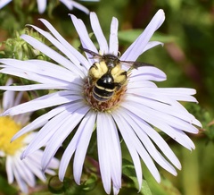 Cnemidandrena