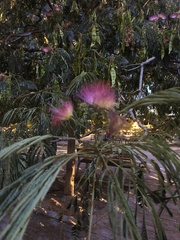 Albizia julibrissin