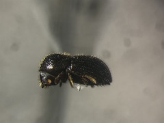 Anisandrus dispar