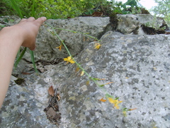 Echeandia reflexa