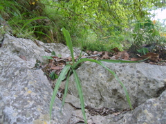 Echeandia reflexa