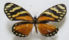 Eresia ithomioides alsina
