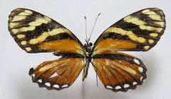 Eresia ithomioides alsina