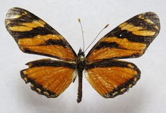 Eresia ithomioides alsina