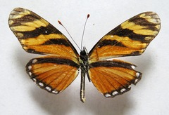 Eresia ithomioides alsina
