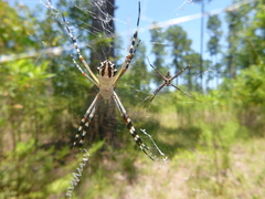 Argiope florida